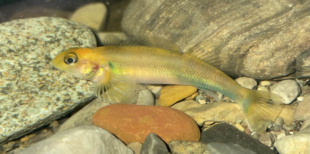 Variegate darter (Etheostoma variatum) — Percidae