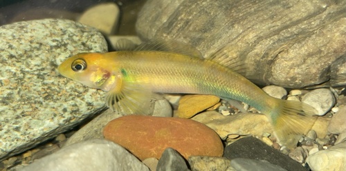 Variegate darter (Etheostoma variatum) — Percidae