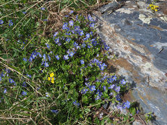 Veronica petraea