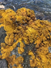 Ahnfeltiopsis concinna