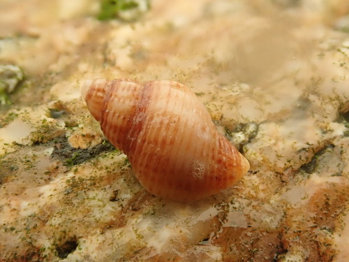 Paciocinebrina lurida