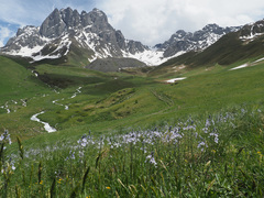 Veronica gentianoides