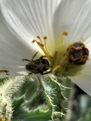 Hoplia dispar