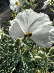 Hoplia dispar