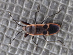 Physopelta gutta