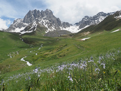 Veronica gentianoides