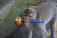 Macaca fascicularis