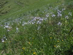 Veronica gentianoides