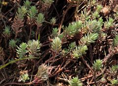 Petrosedum orientale