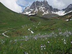 Veronica gentianoides
