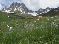 Veronica gentianoides