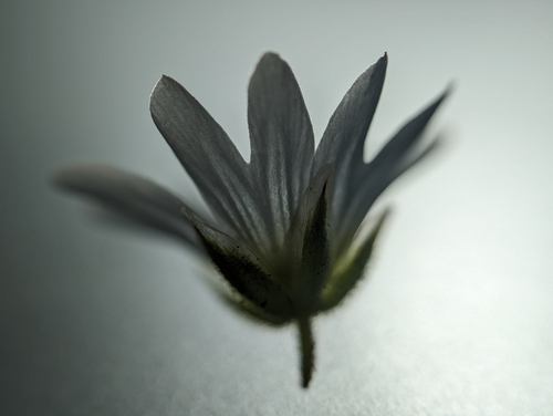 Image of Cerastium velutinum by (c) Zihao Wang, some rights reserved (CC BY)