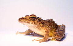 Isla Bonita Robber Frog photo 4