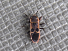 Physopelta gutta