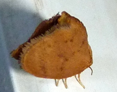 Heterogenea shurtleffi