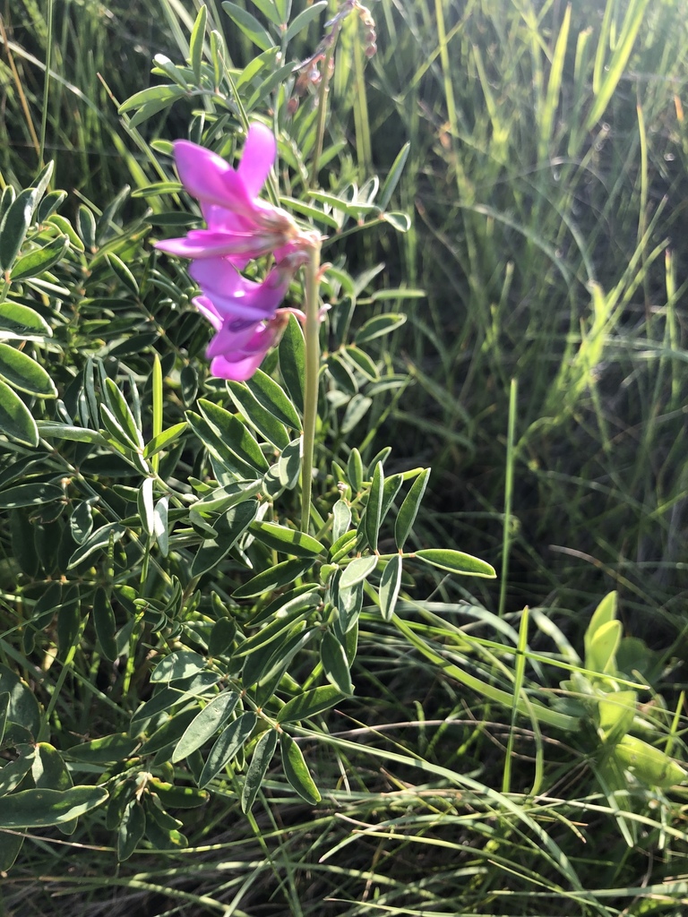 Boreal Sweet-vetch from Bottomlands Park, Calgary, AB, CA on July 18 ...