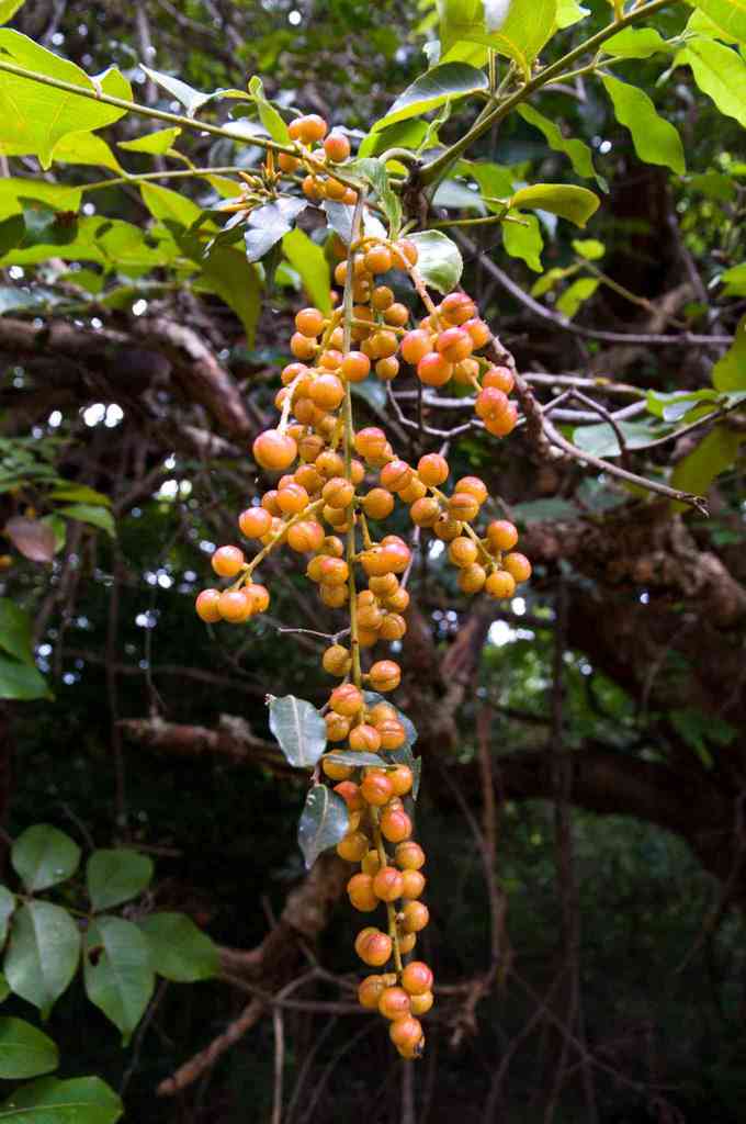 sand knobwood