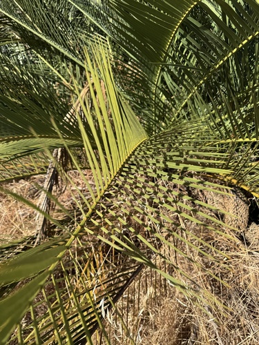 Image of Macrozamia riedlei by (c) Cait, some rights reserved (CC BY)