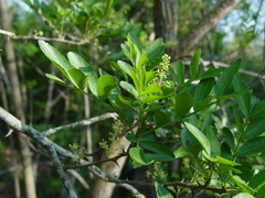 Zanthoxylum leprieurii
