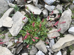Rumex nivalis