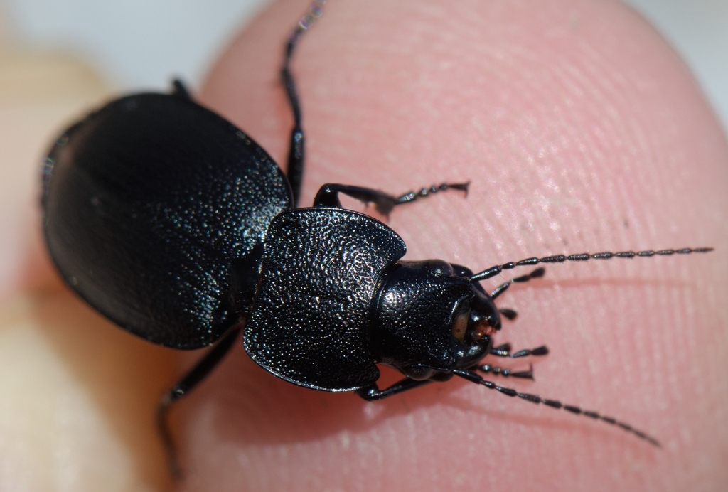 Licinus planicollis
