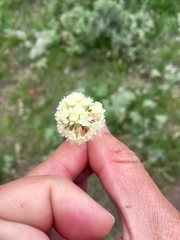 Eriogonum heracleoides