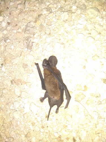 Nyctinomops laticaudatus