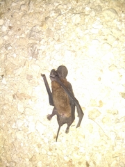 Nyctinomops laticaudatus