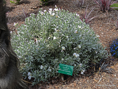 Convolvulus cneorum