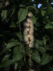 Barringtonia racemosa
