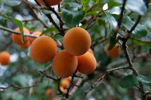 Zulu Wild-apricot (Dovyalis revoluta)