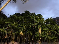 Barringtonia racemosa