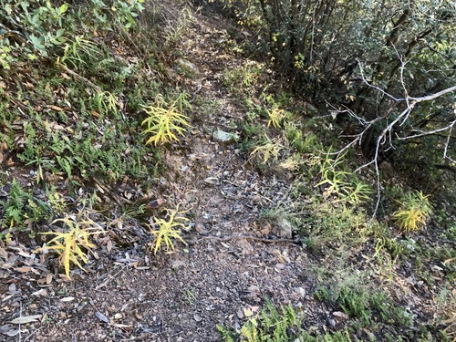 Image of Verbesina longifolia by (c) Sue Carnahan, some rights reserved (CC BY)