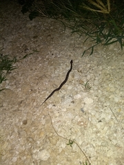 Agkistrodon russeolus