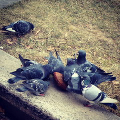 Columba livia