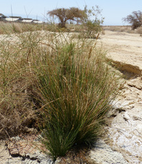 Juncus rigidus
