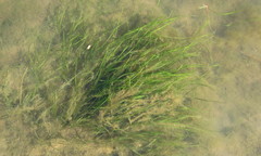 Zostera capensis