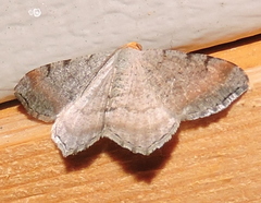 Macaria transitaria