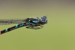 Coenagrion interrogatum