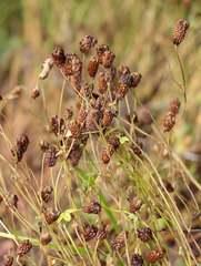 Trifolium spadiceum