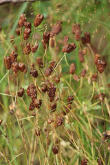 Trifolium spadiceum