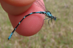 Coenagrion interrogatum