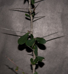 Putterlickia neglecta