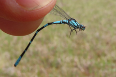 Coenagrion interrogatum