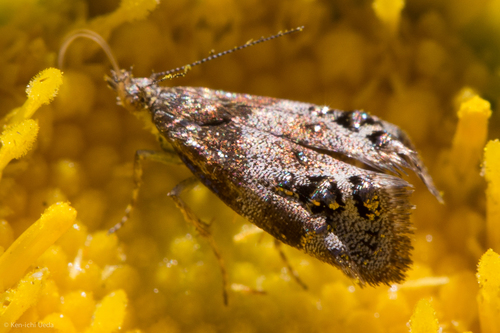 Everlasting Tebenna Moth photo 3