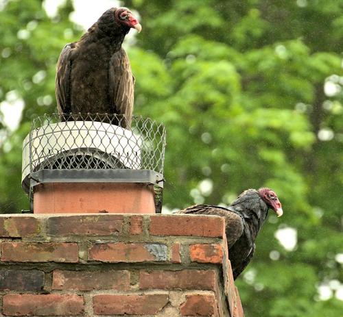 Turkey Vulture photographed in Connecticut