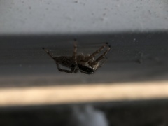 Salticidae