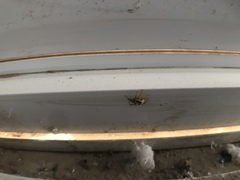 Salticidae