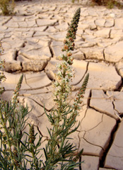 Reseda muricata