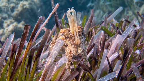 Photo of Common cuttlefish (Sepia officinalis)